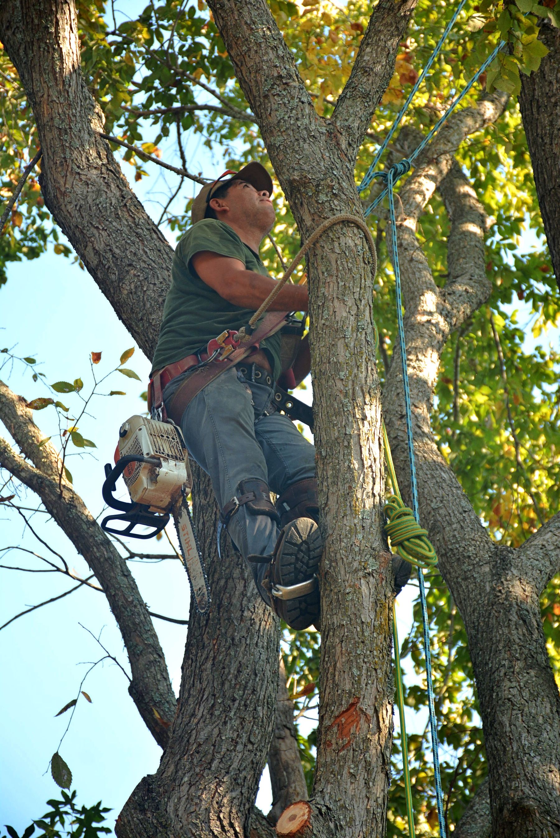 Arborist secured in a mature tree with professional climbing equipment