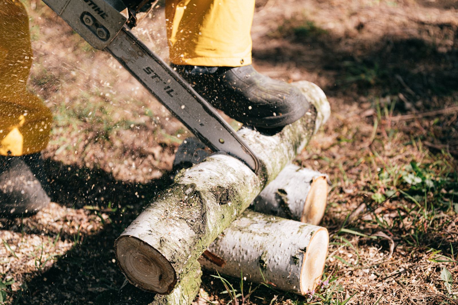 Close-up of a chainsaw cutting a fallen limb
